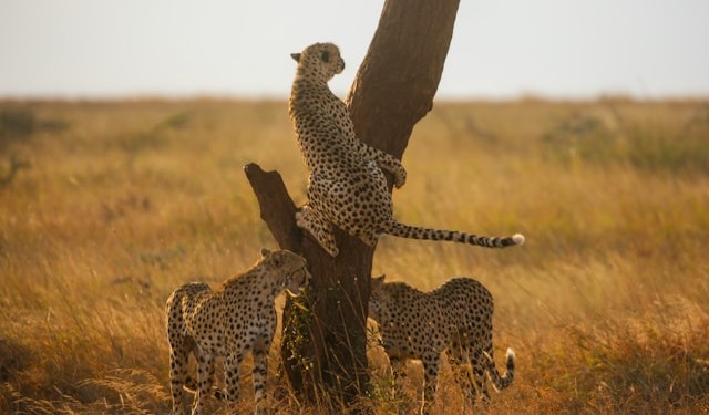 6 Day Luxury Fly In Kenya Safari: Olpejeta & Masai Mara